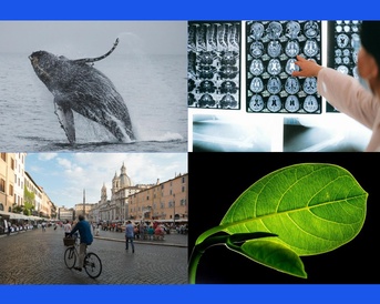 Photo of a whale, brain scans, a city and a leaf to represent awarded Accelerate-C2D3 funded projects.