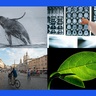 Photo of a whale, brain scans, a city and a leaf to represent awarded Accelerate-C2D3 funded projects.