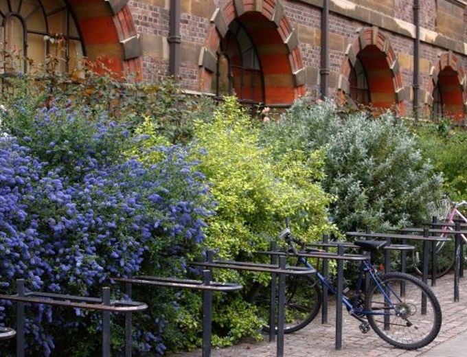 Flowering bushes and bike racks outside a red brick building with large window arches.