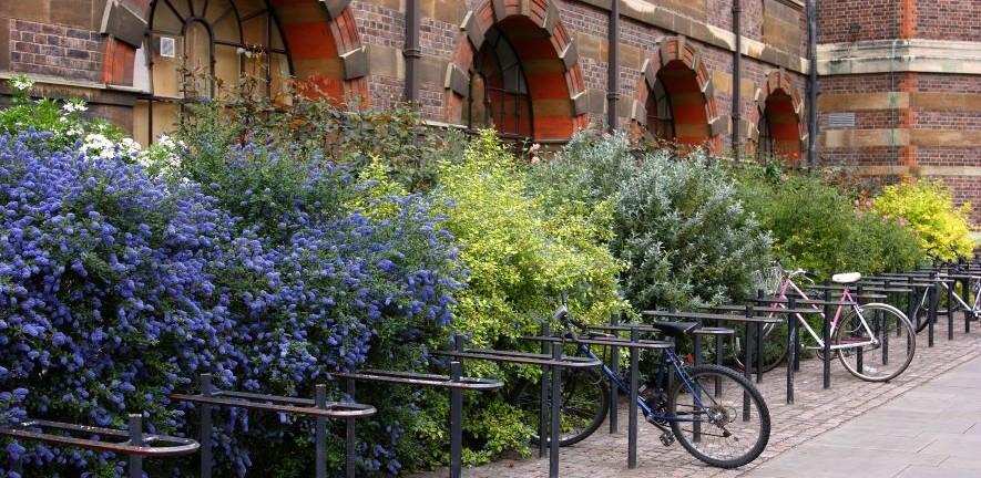 Flowering bushes and bike racks outside a red brick building with large window arches.